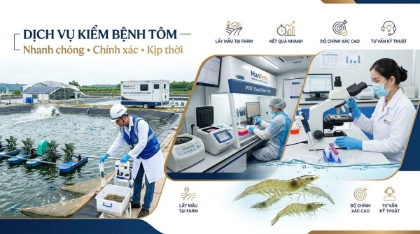 Triển khai Dịch vụ kiểm bệnh tôm tại Trung tâm Kiểm nghiệm ManTech – Giải pháp phát hiện sớm mầm bệnh, bảo vệ vụ nuôi hiệu quả