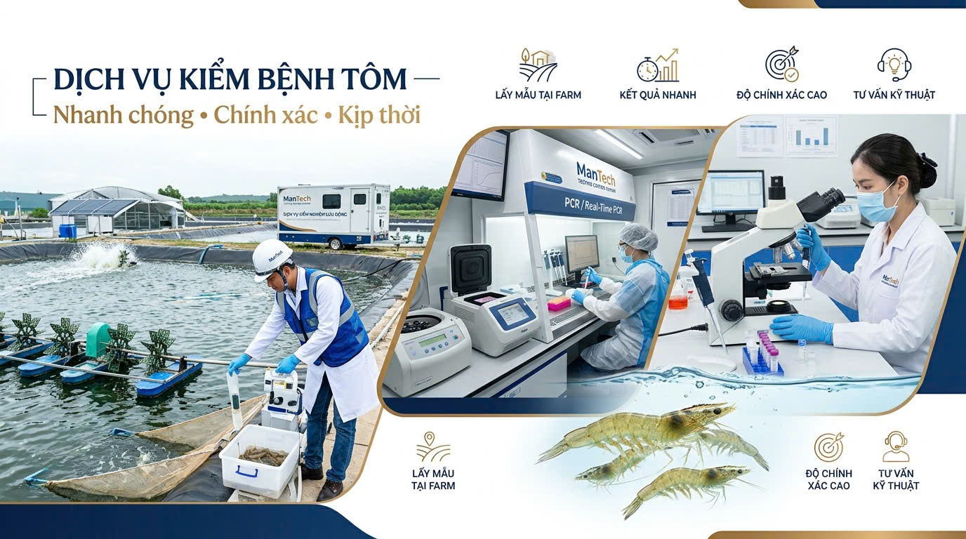 Triển khai Dịch vụ kiểm bệnh tôm tại Trung tâm Kiểm nghiệm ManTech – Giải pháp phát hiện sớm mầm bệnh, bảo vệ vụ nuôi hiệu quả