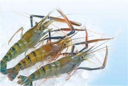 Tôm càng xanh toàn đực