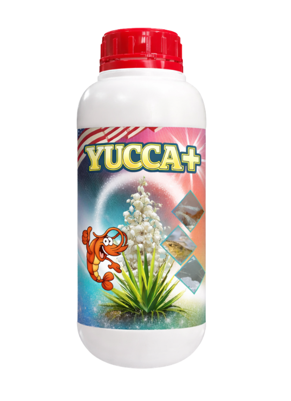 YUCCA +
